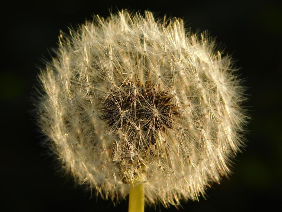 Taraxacum