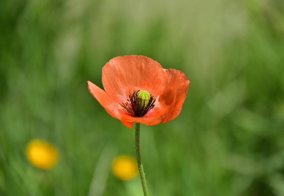 Nature Summer Flower