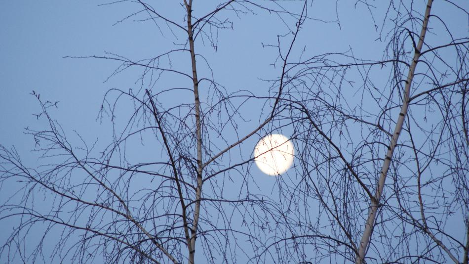 Sky Tree Winter