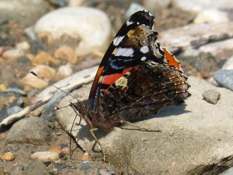 Butterfly Vanessa Atalanta macro blur