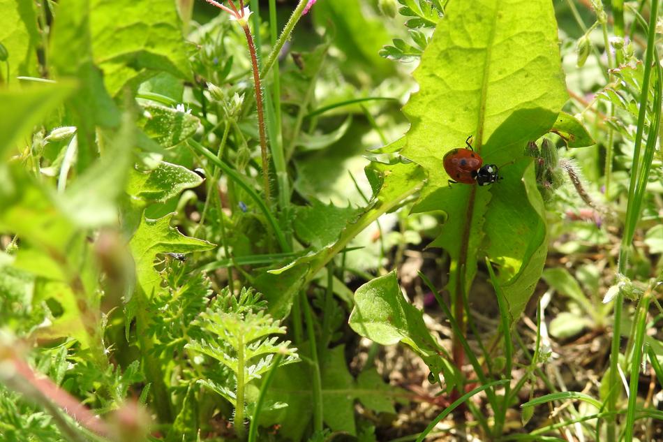 Leaf Plant Nature