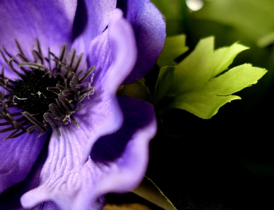 Art Flower Nature