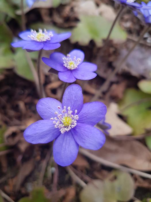 Nature Plant Flower