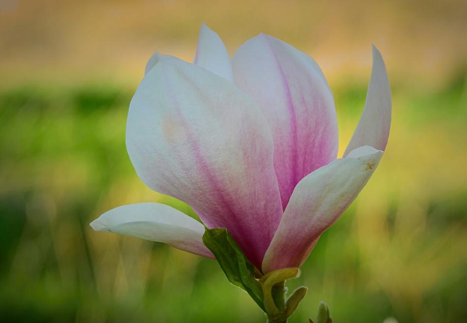 Flower Nature Plant
