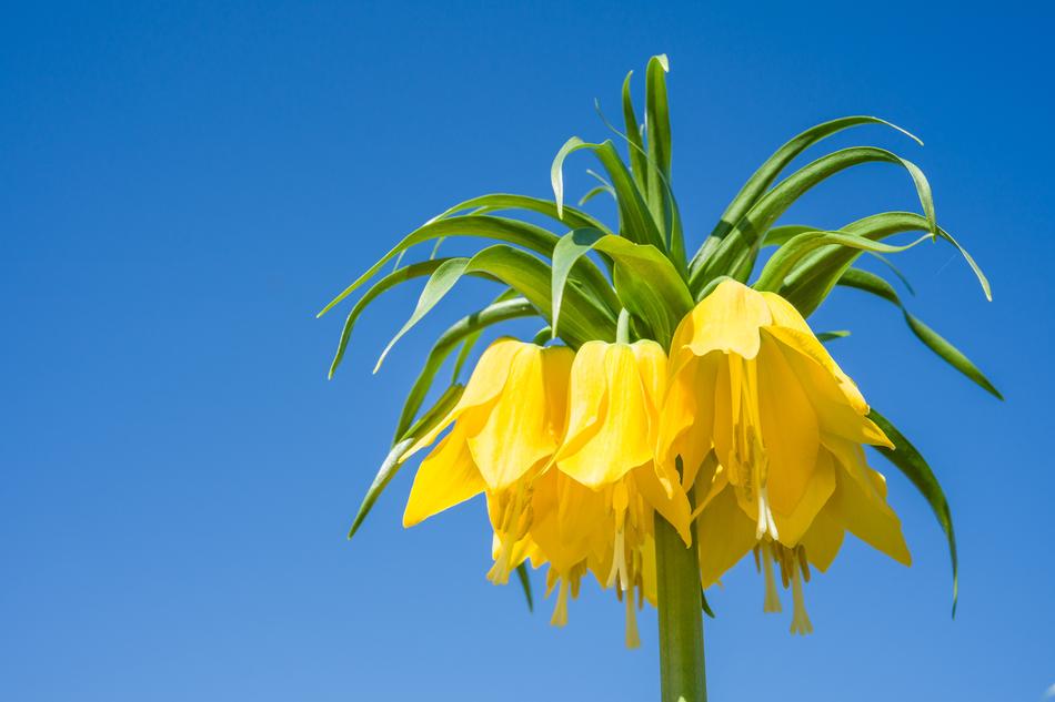 yellow flowers on a stem against the sky