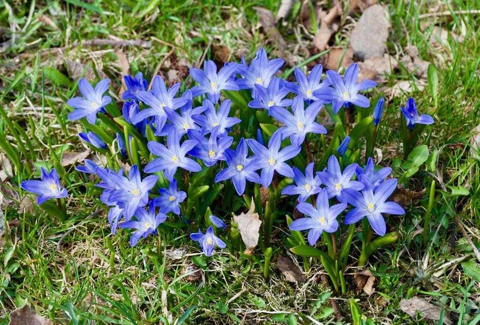 blue little flowers in the garden
