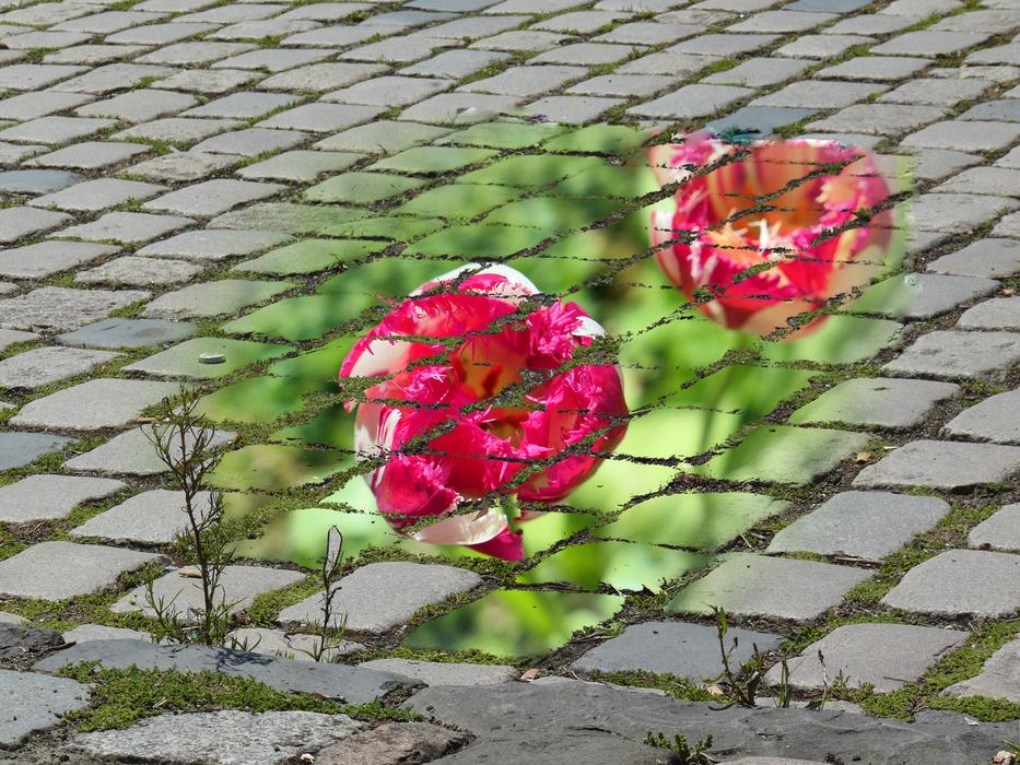 Flower Plant Nature