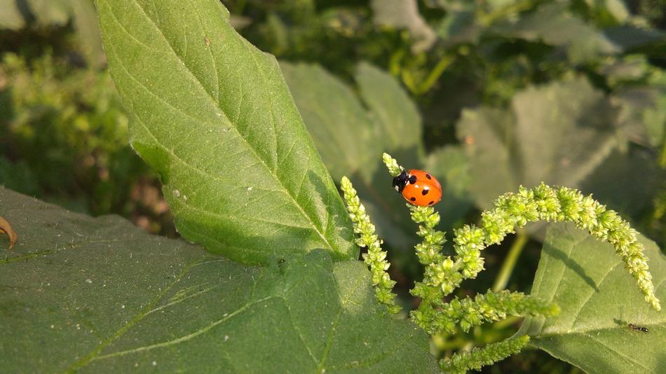 Leaf Nature Flora