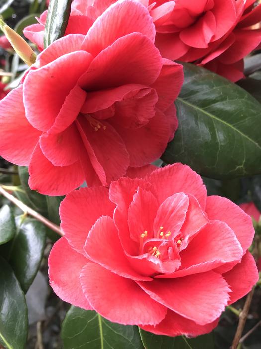 Camellia Red Flower