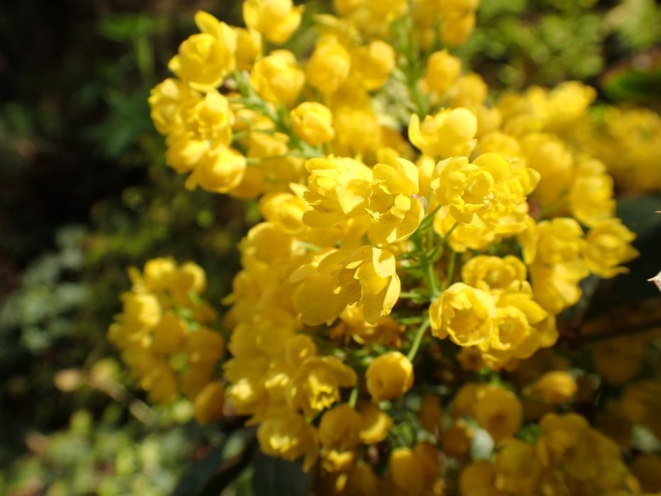 Plant Flower Nature