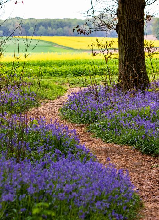 Nature Flower Landscape