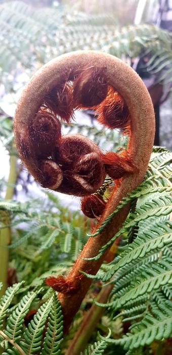 Nature Fern Plant