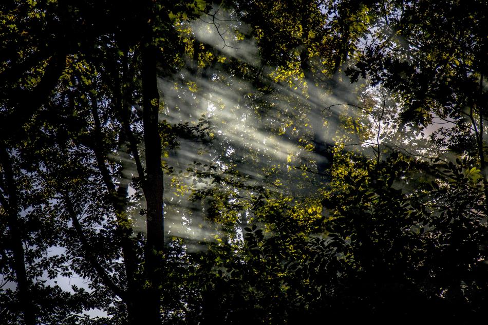 Sun Rays Nature