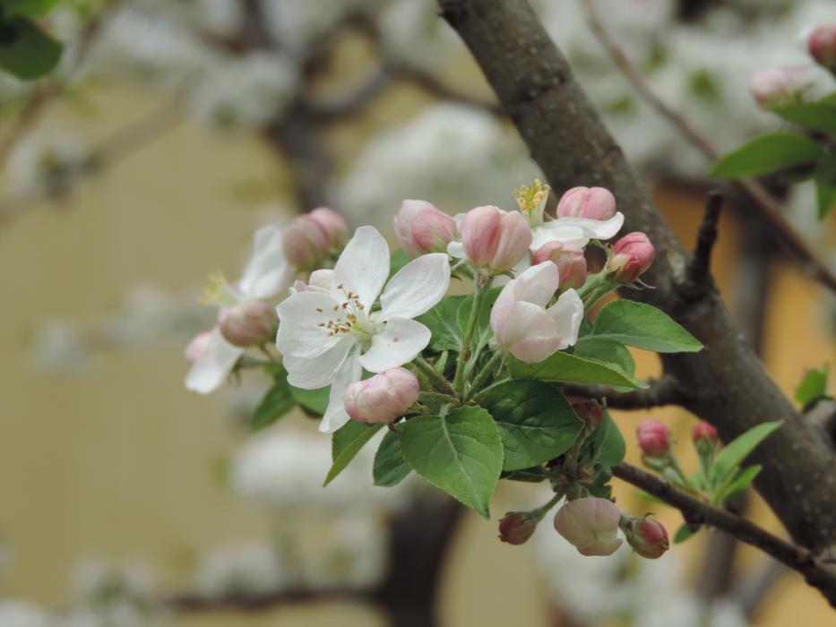 white flowers on a branch on a lake background