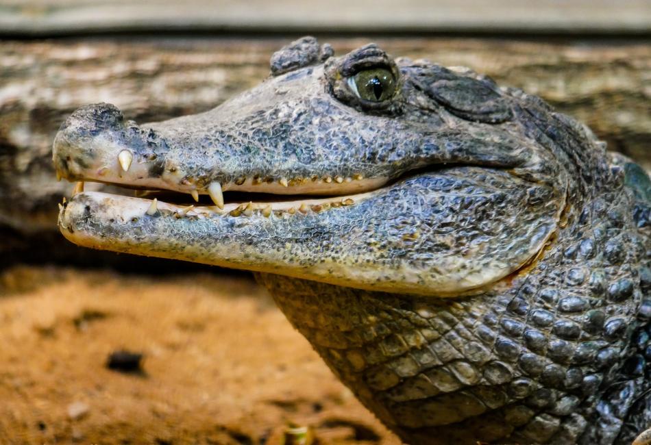 Reptile Nature Crocodile