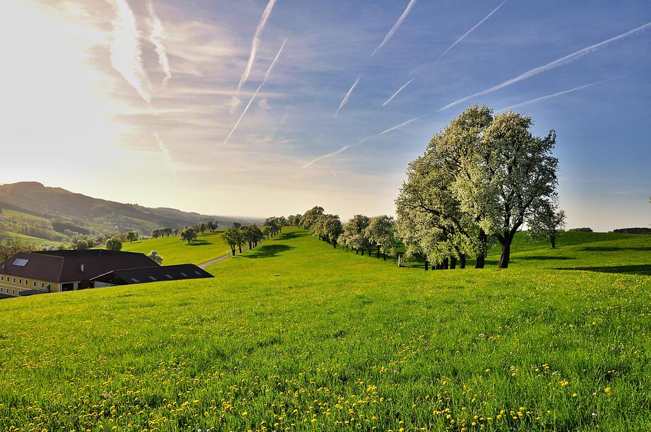 Nature Landscape Trees