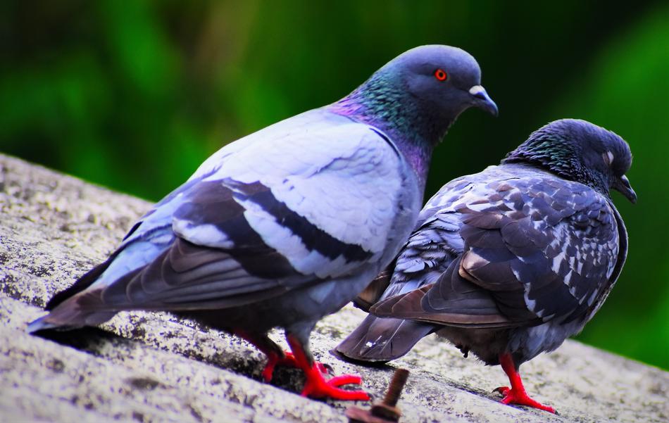 Pigeons on the roof