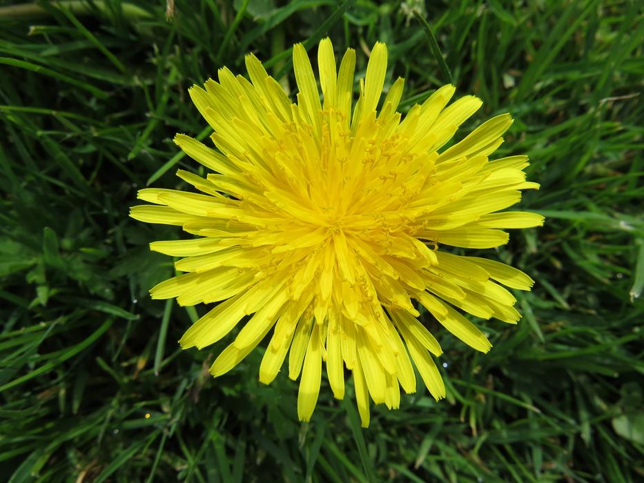 Nature Flowers Spring