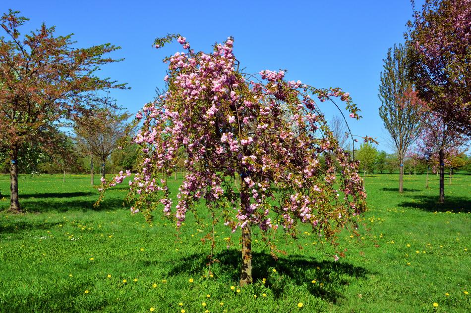 Spring Suspension Cherry