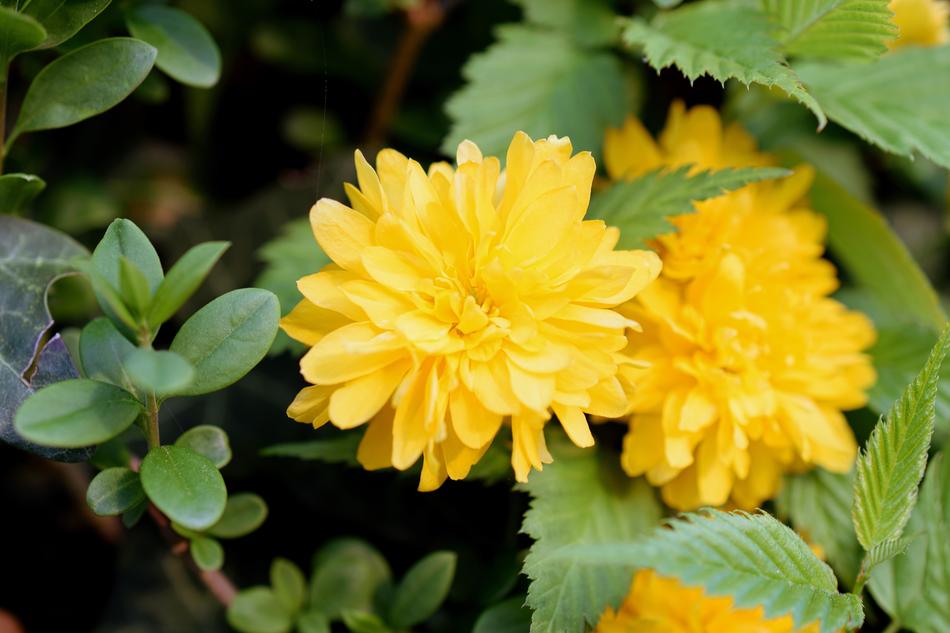 Yellow Flower Flowers Close-Up
