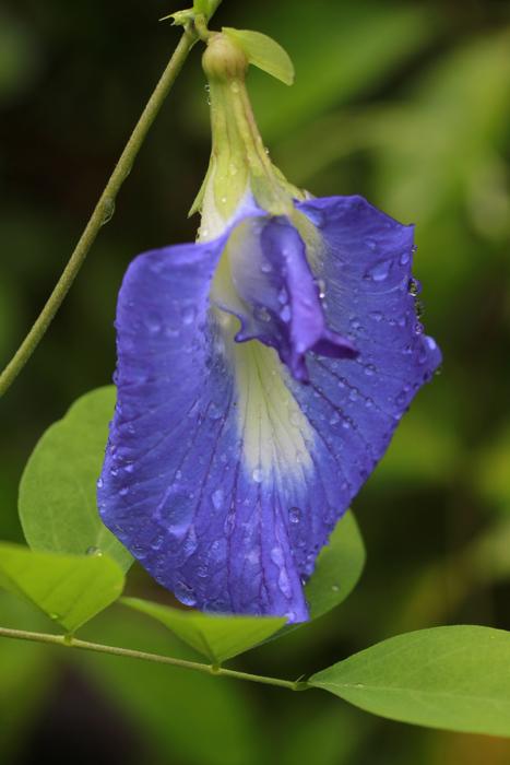 one flower mini blue