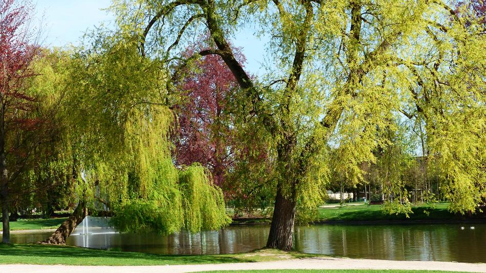 Tree Park Nature