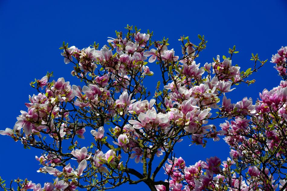Tulip Tree Blossom Bloom