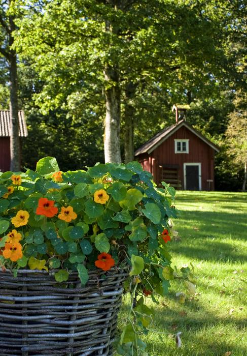 Flower Garden Summer