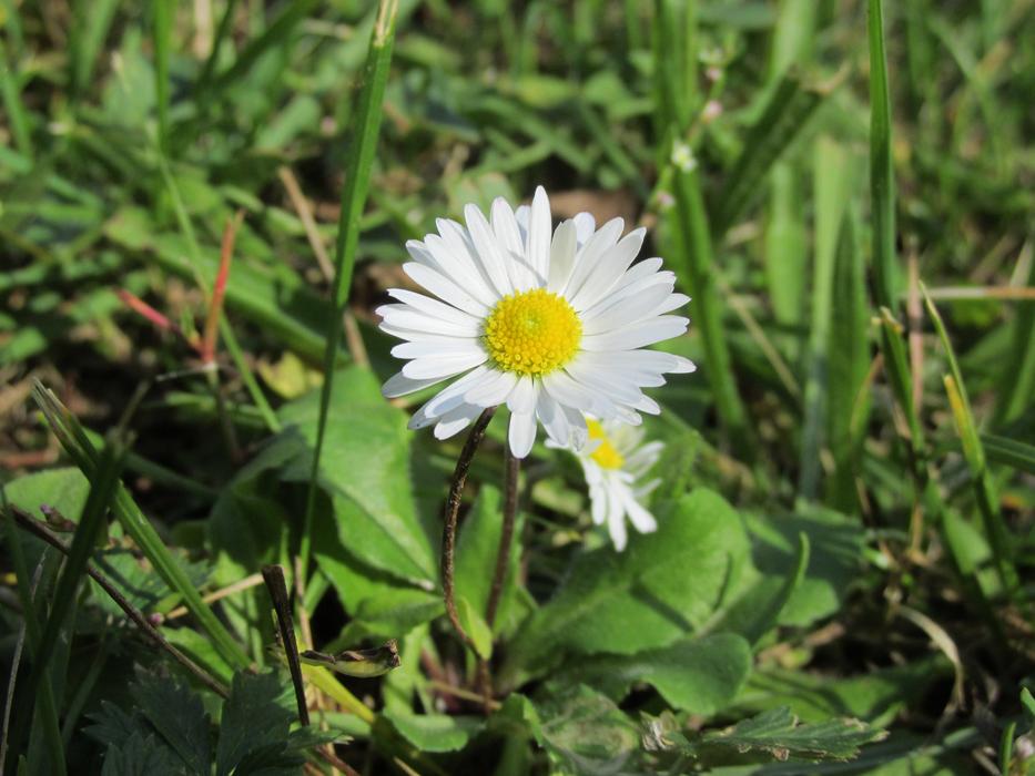 Daisy Nature Plant