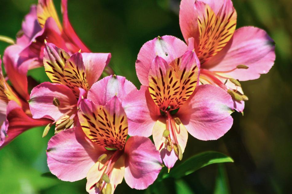 Nature Flower Flora