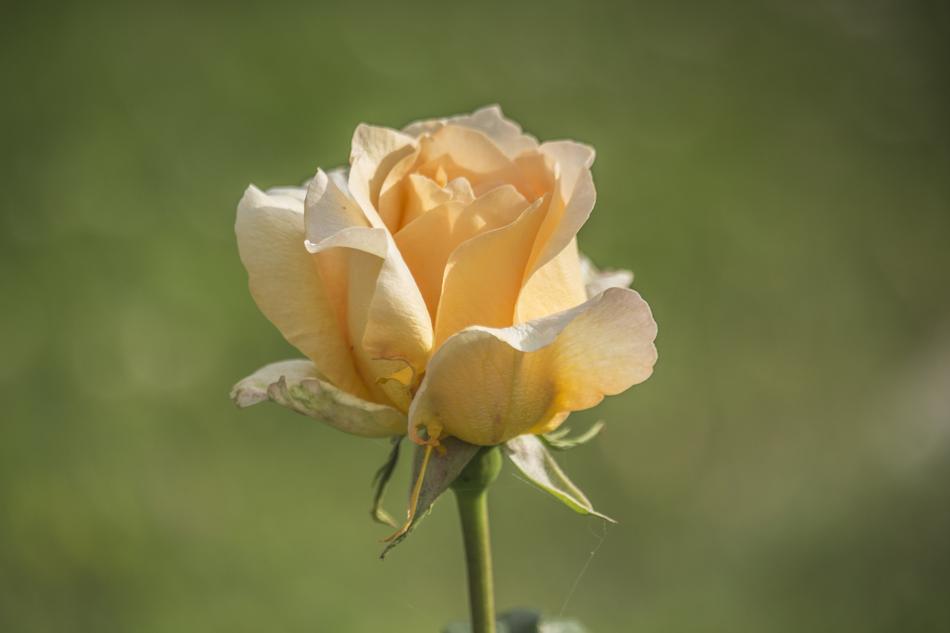 Rose Green Summer