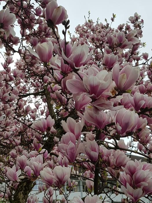 Flower Magnolia Plant