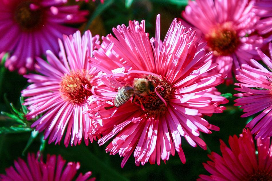 Flower Nature Plant