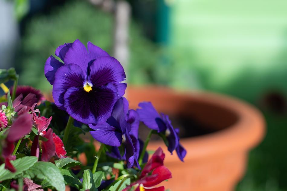 Flower Plant Nature