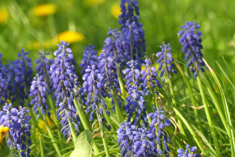 Nature Flower Plant