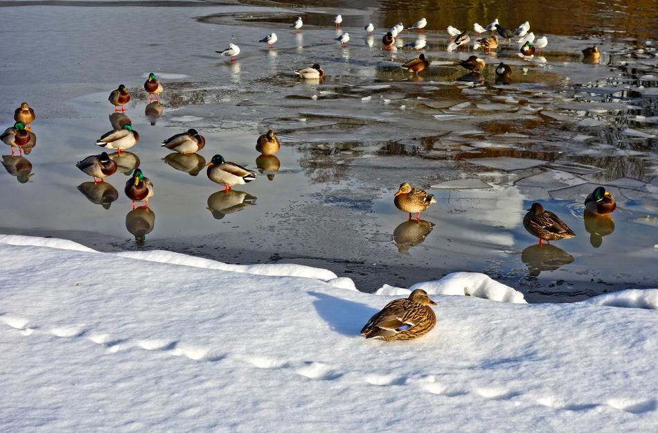 Ducks Birds Pond