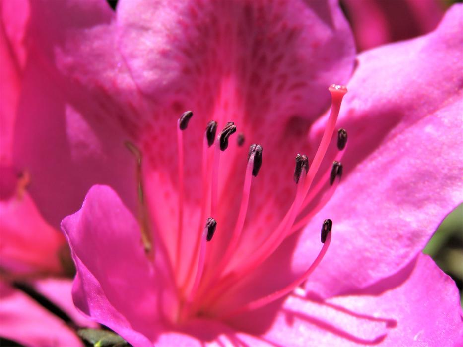 Flower Nature Flora