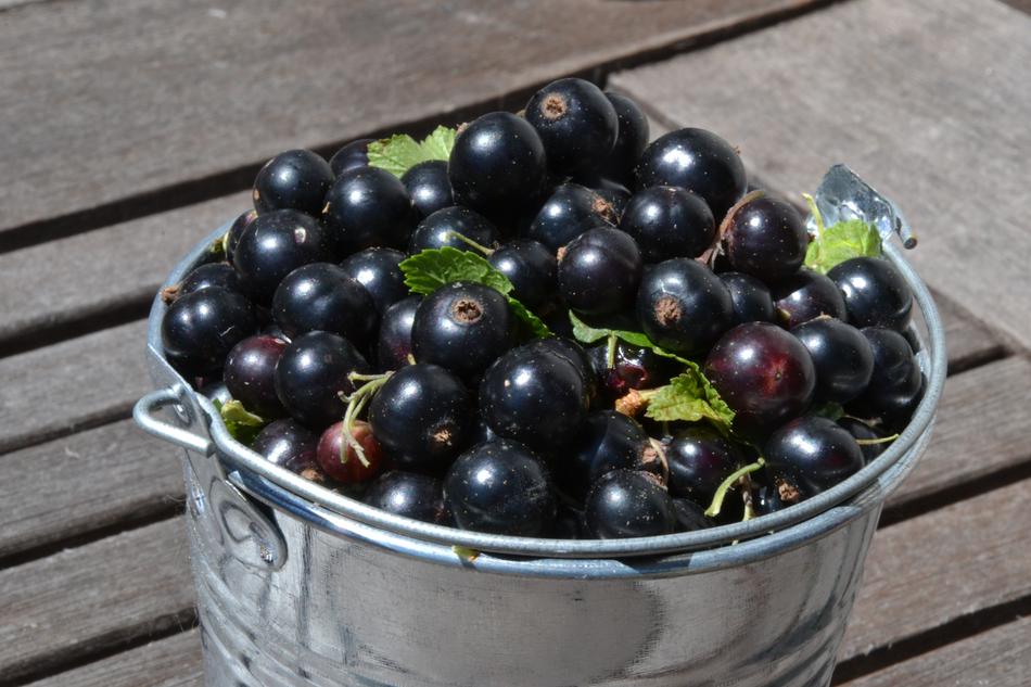 dark berries in a plate