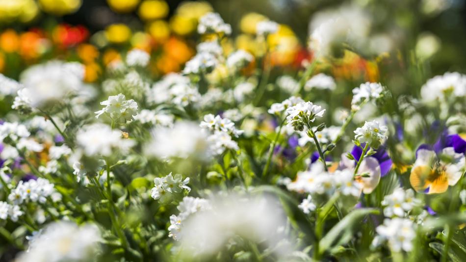 Flower Bed Beautiful