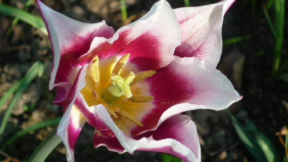 Flower Tulip Blossom