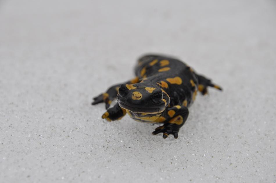 Salamander Snow Nature