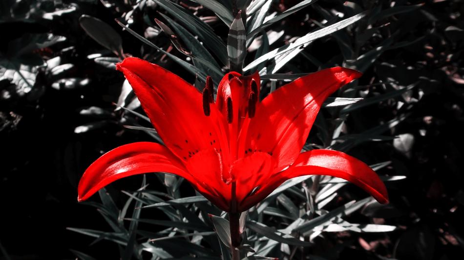 Lily Red Flower