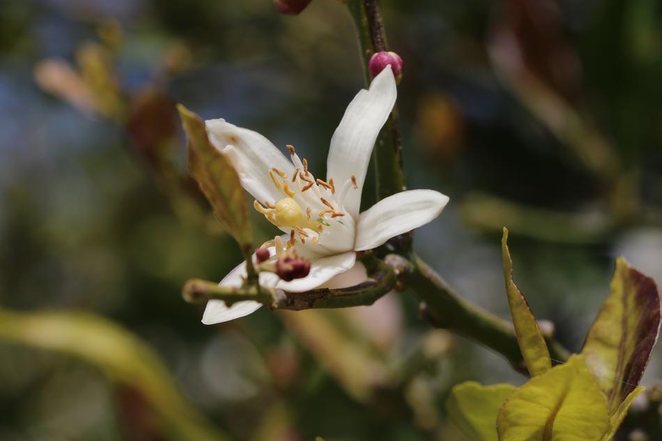Flower Nature Plant