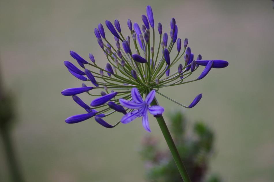 Nature Flora Flower