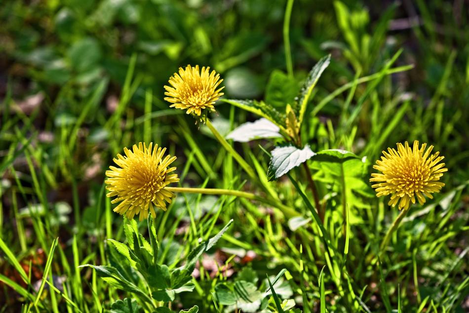 Dandelion Flower Plant