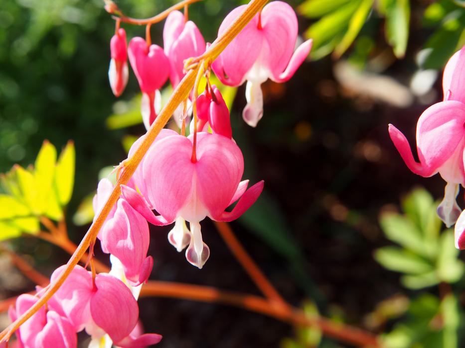 Nature Flower Plant