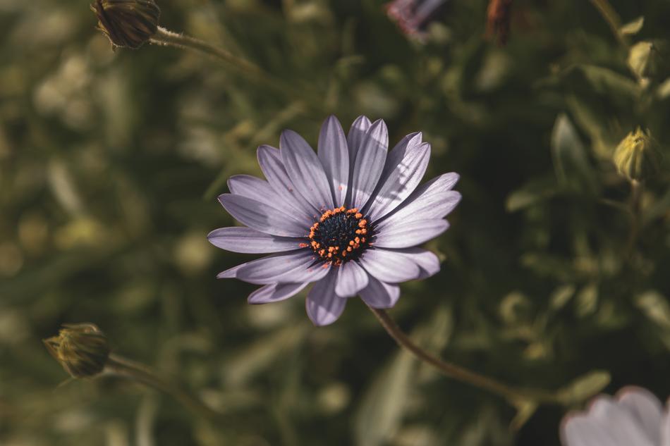 nature is one flower