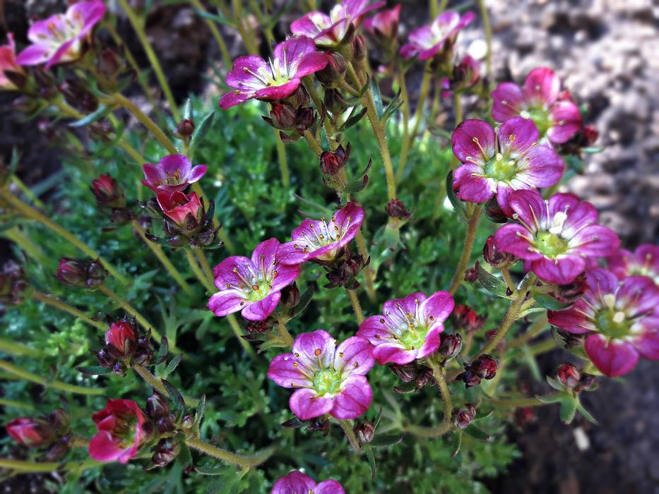 Nature Flower Plant