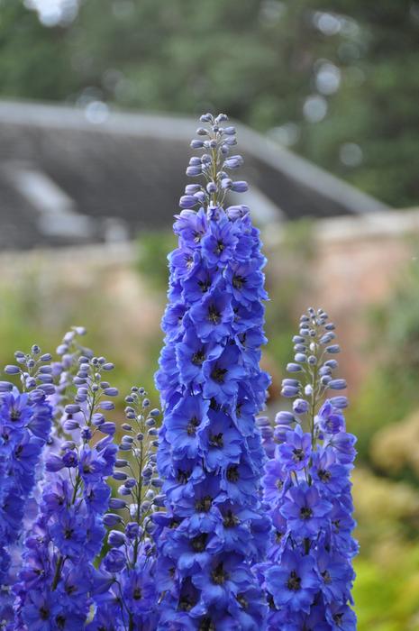 Flower Blue Purple