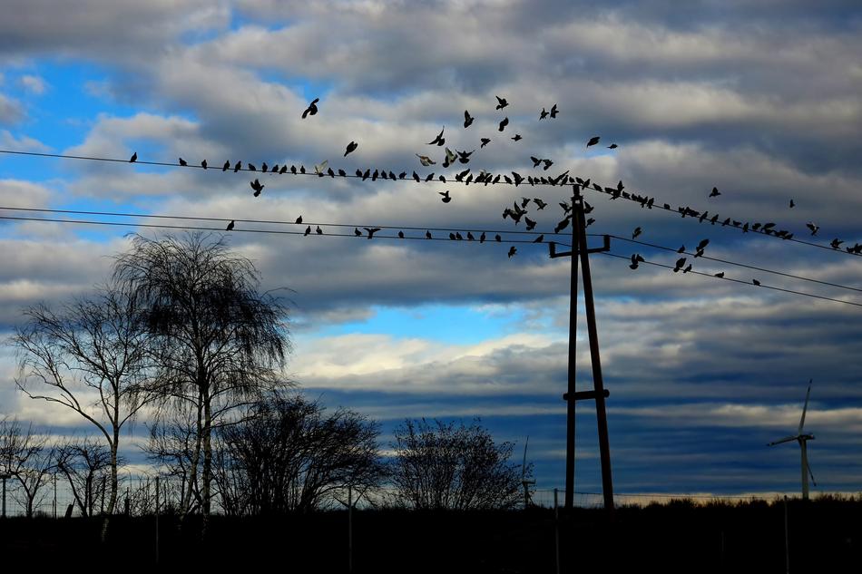 Birds Pigeons Flying